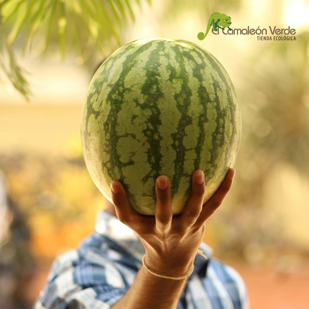 elcamaleonverde.com Melón ecológico