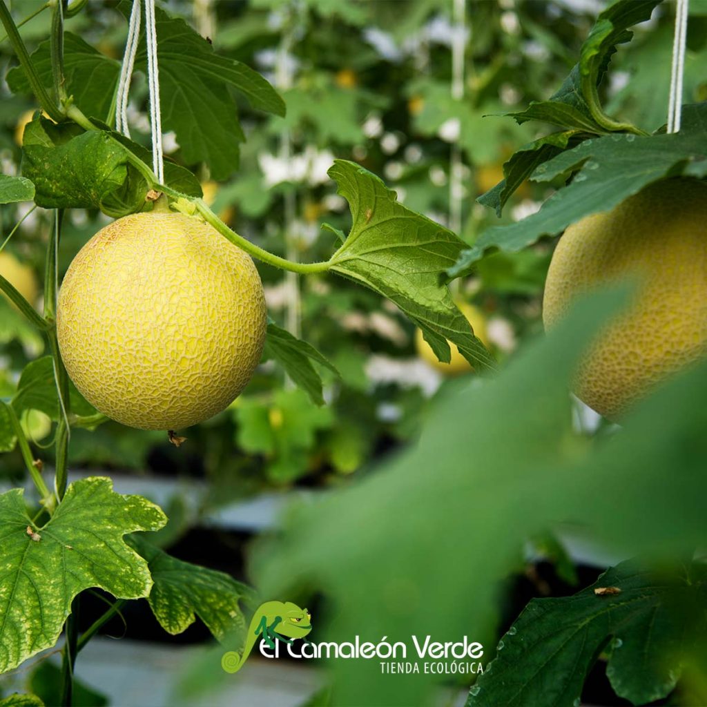 elcamaleonverde.com elcamaleonverde.com