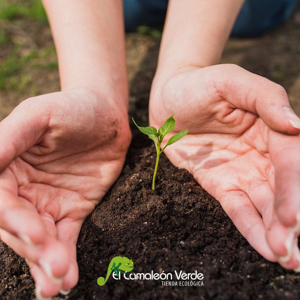 elcamaleonverde.com elcamaleonverde.com