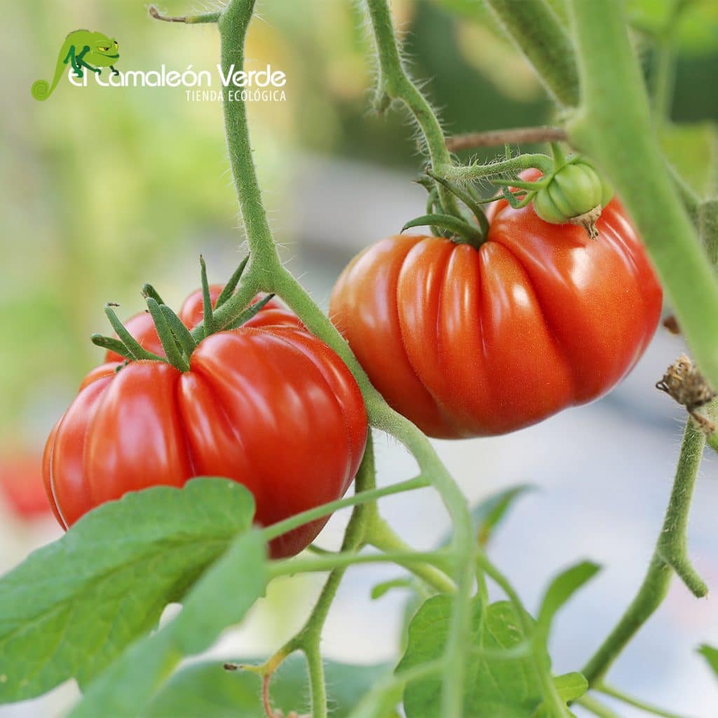tomate raf ecológico tomate raf ecológico