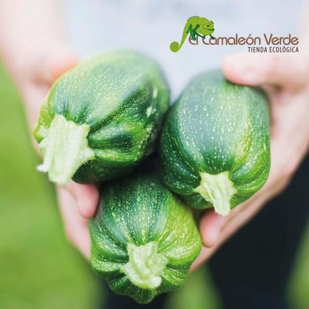 elcamaleonverde.com calabacines ecológicos