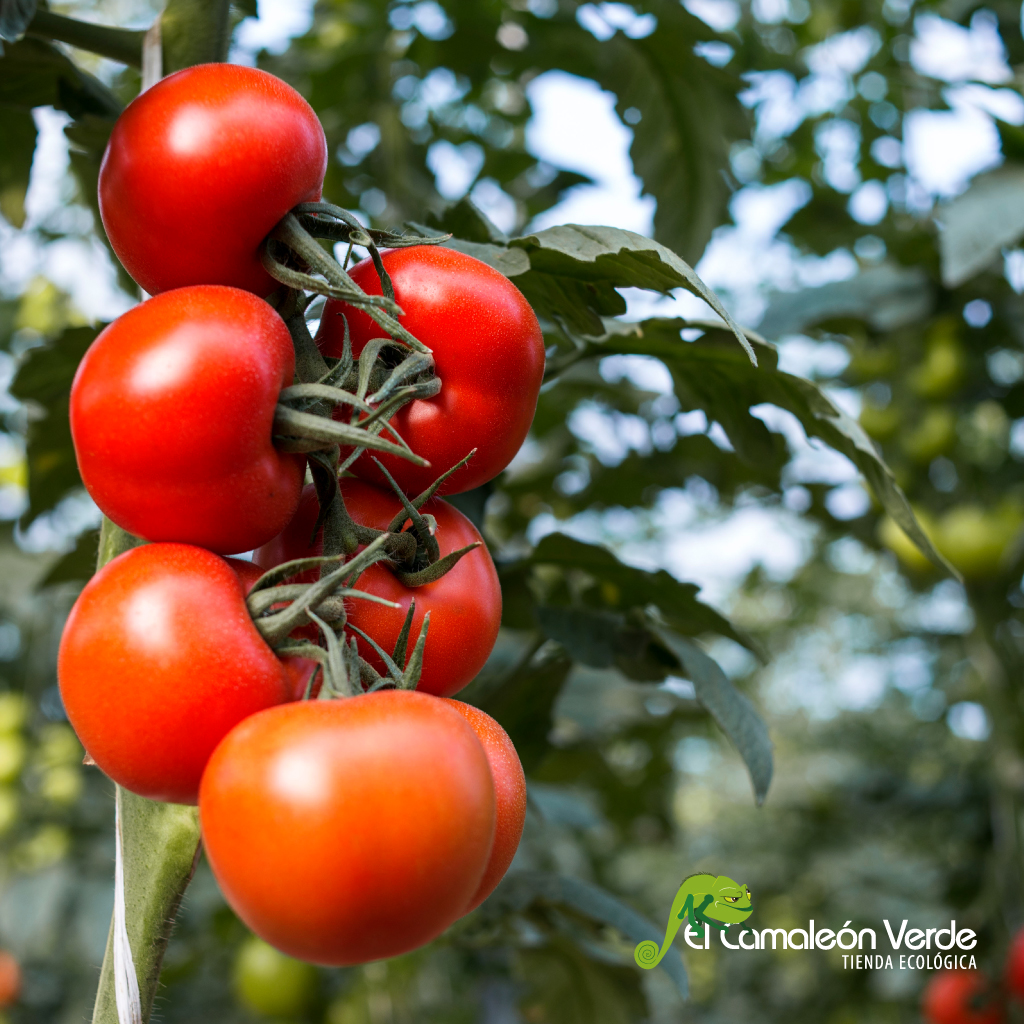 como afecta el cambio climatico a las plantas como afecta el cambio climatico a las plantas