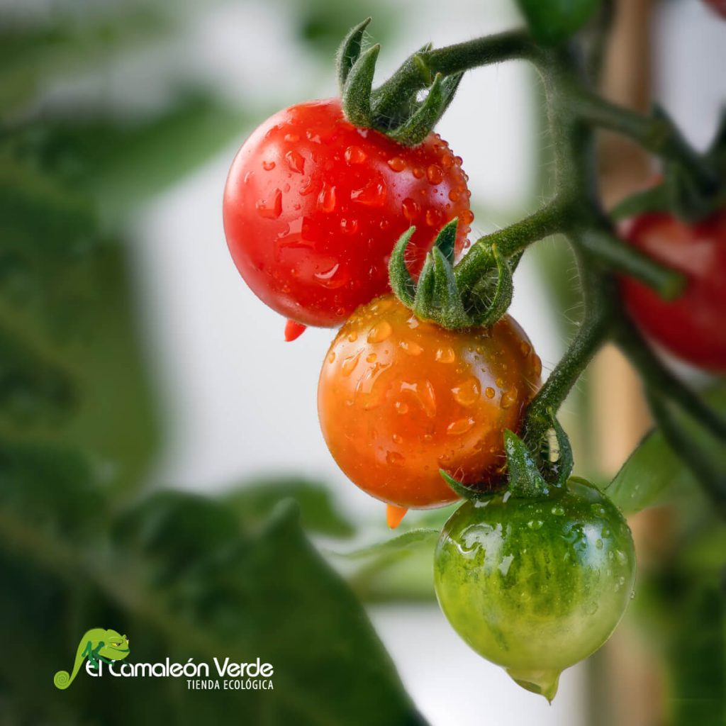 alimentacion del futuro alimentacion del futuro