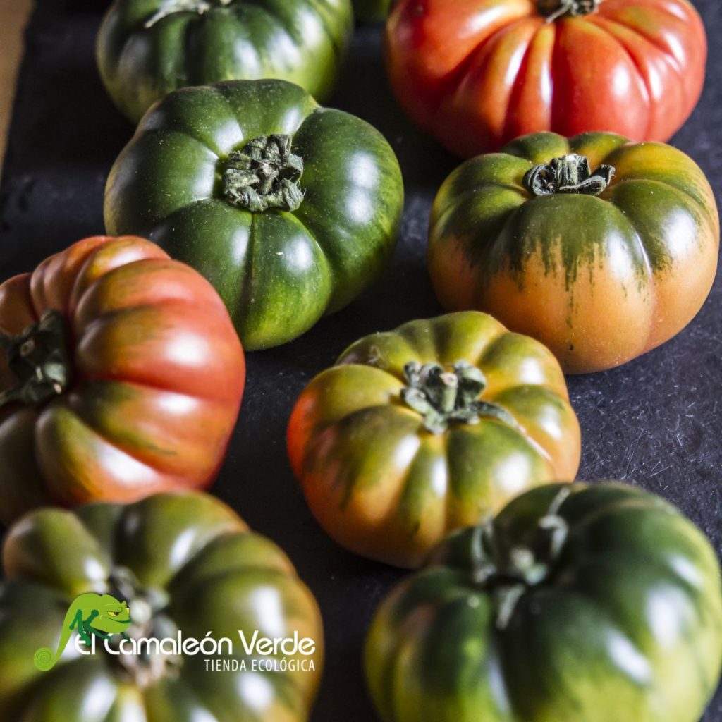 Tomates ecológicos de El Camaleón Verde Tomates ecológicos de El Camaleón Verde