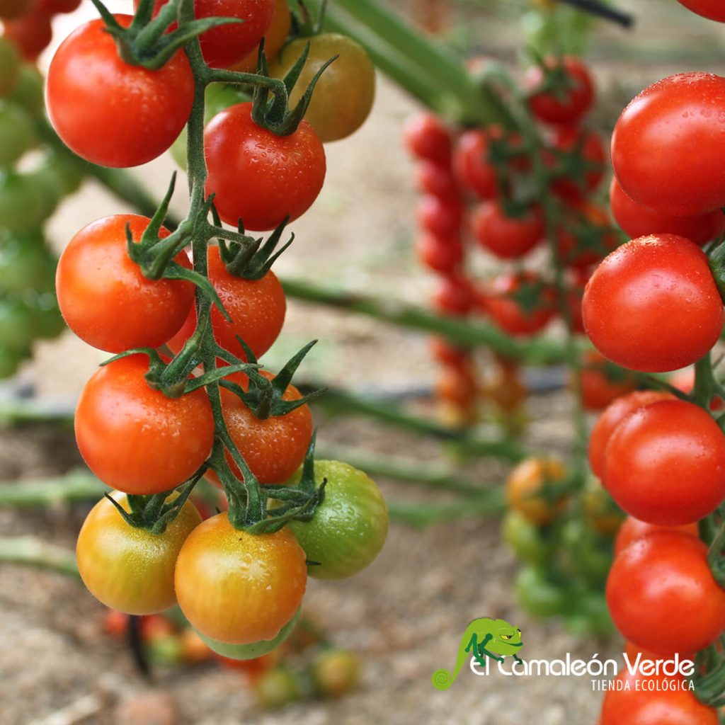 elcamaleonverde.com Tipos de verduras según la parte que se come