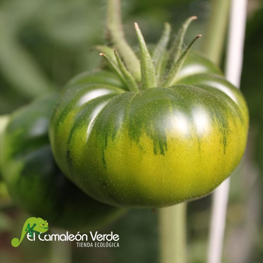 elcamaleonverde.com elcamaleonverde.com