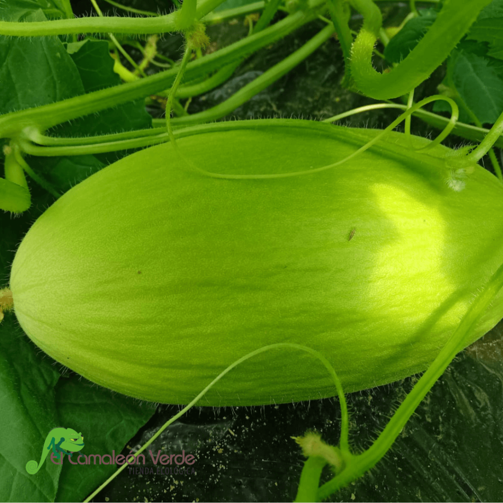 elcamaleonverde.com elcamaleonverde.com