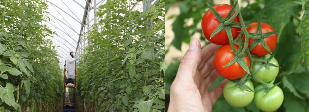 elcamaleonverde.com Cultivo de verduras ecológicas en Almería