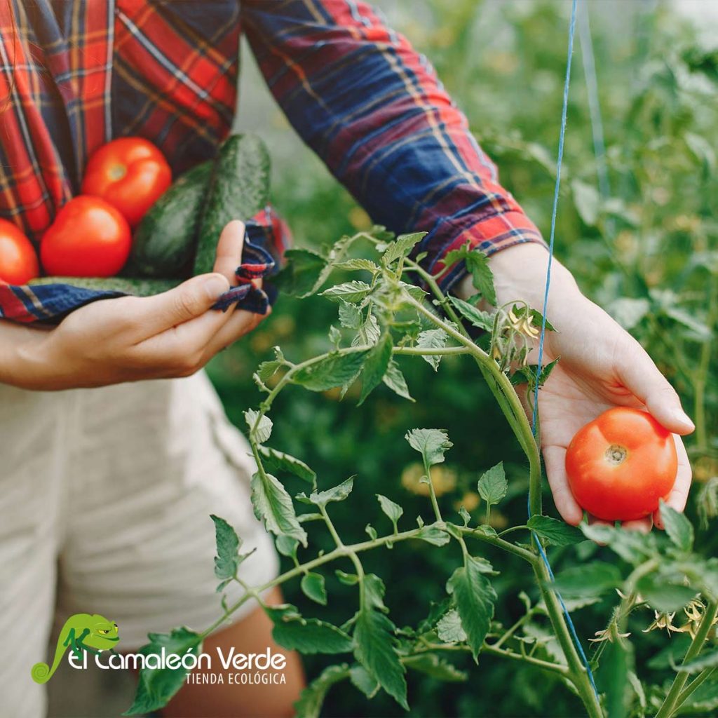 elcamaleonverde.com