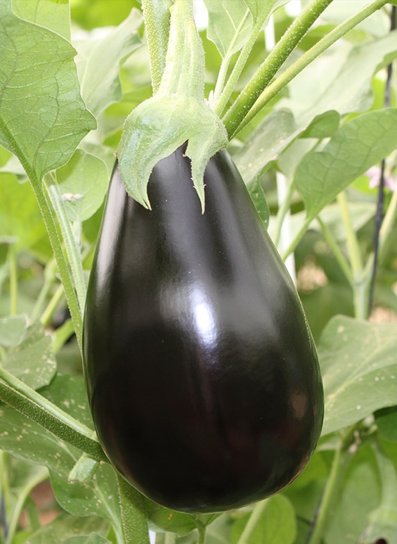 elcamaleonverde.com
