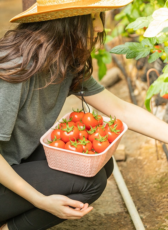 Tu cesta de verduras ecológicas