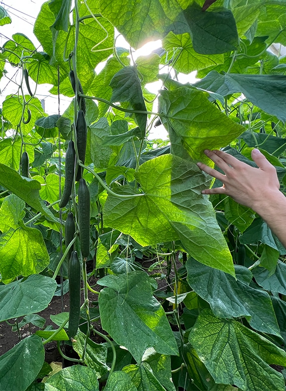 pepinos ecológicos